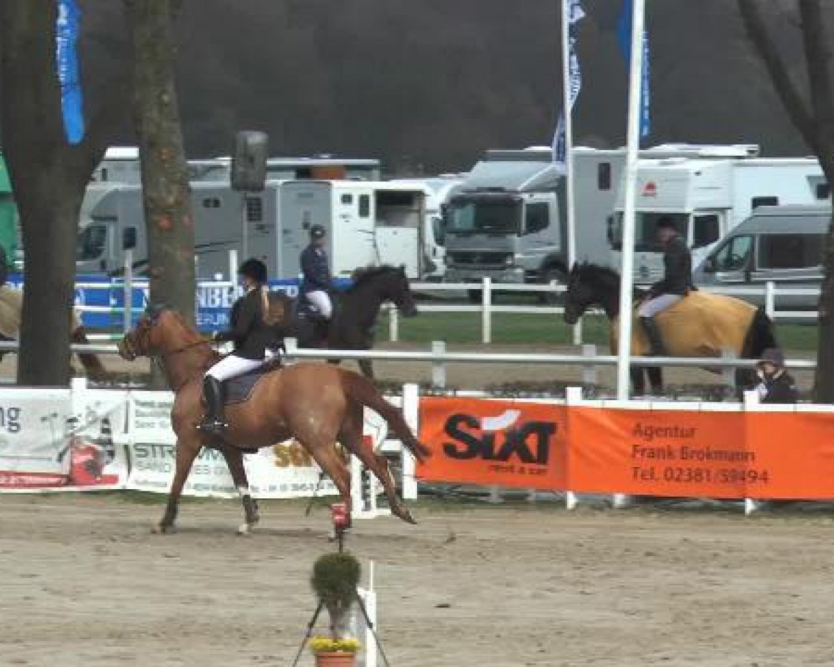 Springpferd Omer de Kergane (Selle Français, 2002, von Jivaro du Rouet)