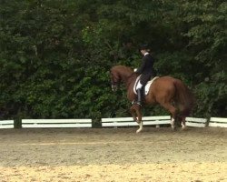 dressage horse Wolkenschein 2 (Hanoverian, 1997, from Wolkenstein II)