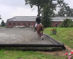 dressage horse Welfentanz (Hanoverian, 1995, from Wolkenstein II)