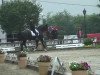 dressage horse Delorenzo SB (Hanoverian, 1997, from Don Primero)