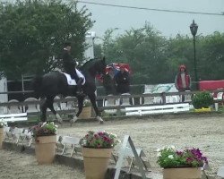 dressage horse Delorenzo SB (Hanoverian, 1997, from Don Primero)