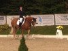 dressage horse Hula-Hupp (Haflinger, 1997, from Samanto III-S)