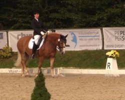 dressage horse Hula-Hupp (Haflinger, 1997, from Samanto III-S)