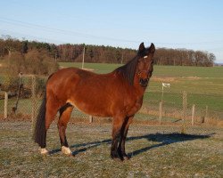 Zuchtstute Lady Rubina (New-Forest-Pony, 1996, von Flamenco)