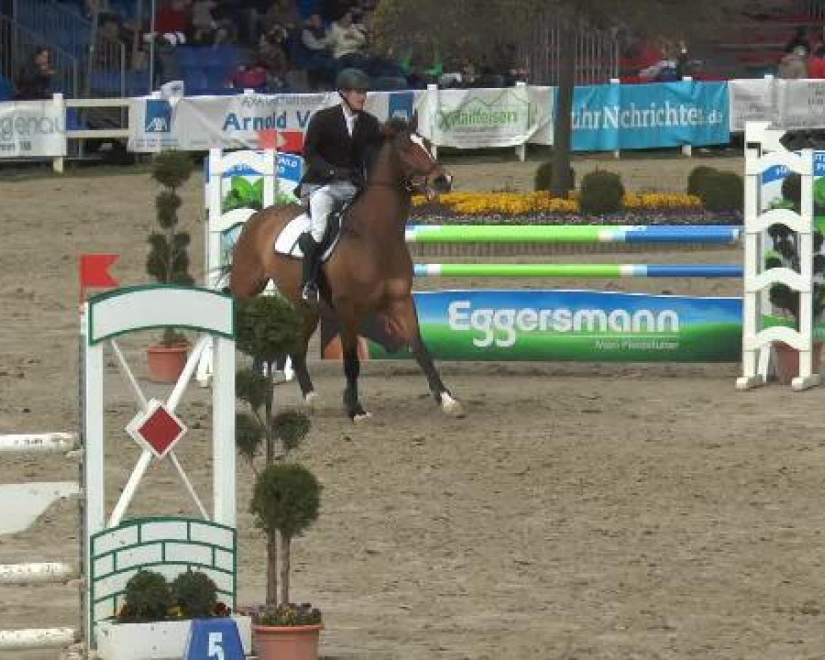 Springpferd Enrico (Rheinländer, 2006, von Extasy 6)