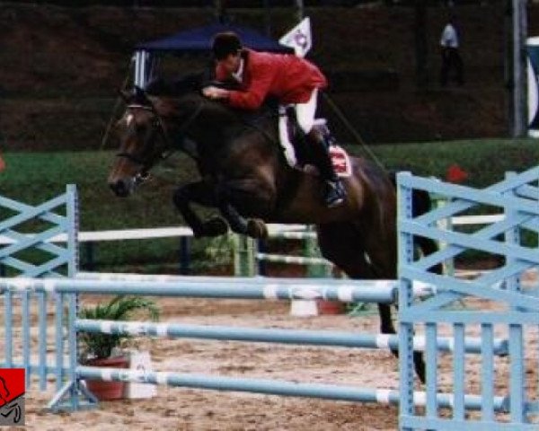 horse NASHVILLE GMS (Brazilian horse,  , from Corleone)