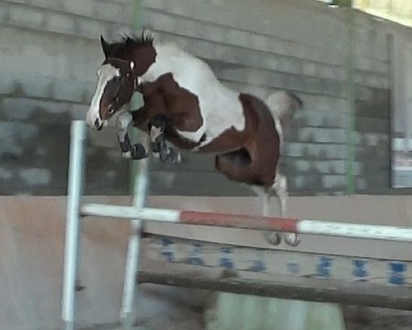 horse XL Idaho-Fly Z (Zangersheide riding horse, 2013, from Xutter Fly)