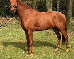 dressage horse Solero 84 (Hanoverian, 2010, from Soliman)