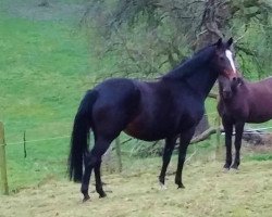 broodmare Lizza Minelli (Oldenburg, 2003, from Landrover)