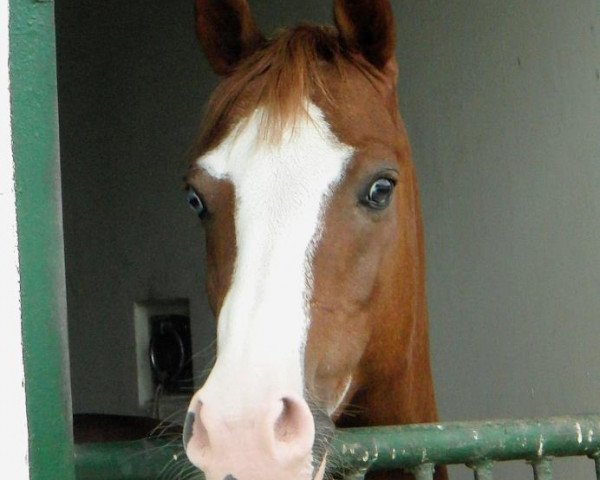 Pferd Norbert (Deutsches Reitpony, 2003, von Natango)