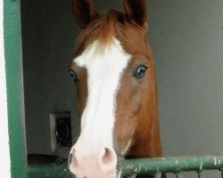 Pferd Norbert (Deutsches Reitpony, 2003, von Natango)