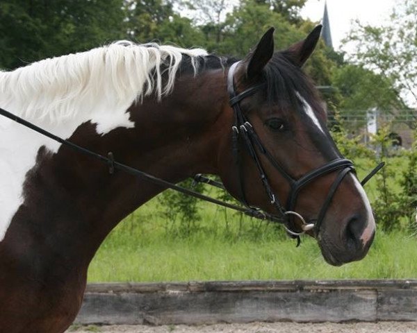 horse Shari (Pinto / Hunter, 2008, from Smartie D)
