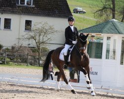 dressage horse Davie Jones (Westphalian, 2004, from Damon Hill)