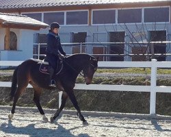 Pferd Caspar (Österreichisches Warmblut, 2009, von Conte Cristo)