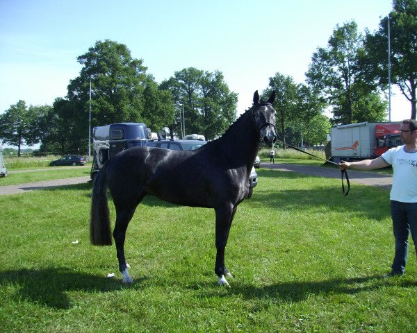 horse Fedda Perina (KWPN (Royal Dutch Sporthorse), 2010, from Cantos)