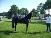 horse Fedda Perina (KWPN (Royal Dutch Sporthorse), 2010, from Cantos)