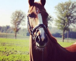 broodmare Fusilli (Oldenburg show jumper, 2004, from For Keeps)