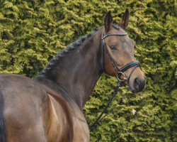 broodmare Fabienne 432 (Rhinelander, 2003, from Fidermark)