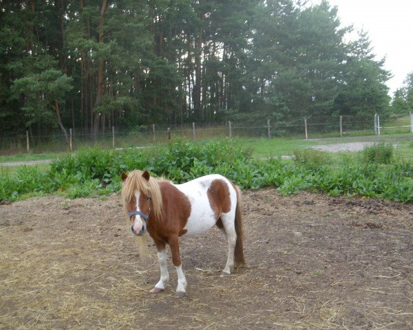 Pferd Bosco (Shetland Pony, 2009, von Benny)
