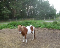 horse Bosco (Shetland Pony, 2009, from Benny)