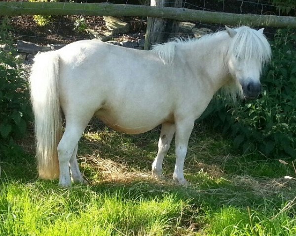 Zuchtstute Many Minis Halliwell (Shetland Pony (unter 87 cm), 2008, von Lord-Lester)