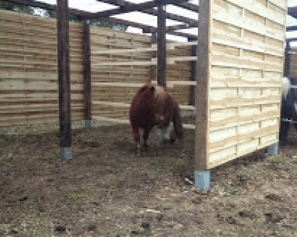 horse One Day BPB (Shetland pony (under 87 cm), 2013, from Steinburgs Orpheus)
