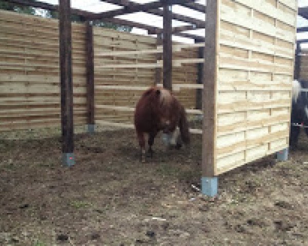 horse One Day BPB (Shetland pony (under 87 cm), 2013, from Steinburgs Orpheus)