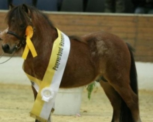 stallion Gerrit B (Shetland pony (under 87 cm), 2006, from Gustav B)