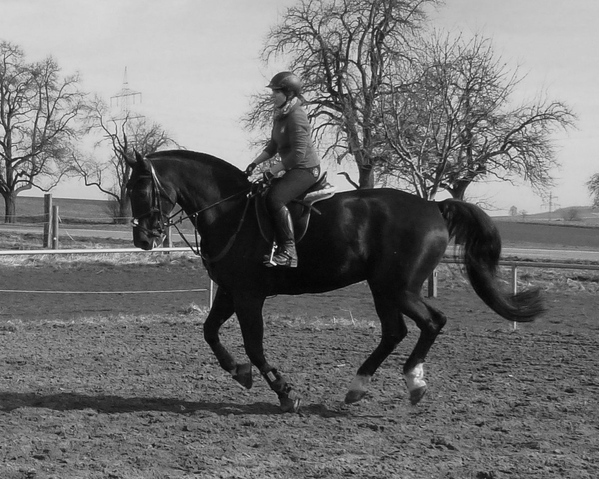 horse Loyd 14 (German Sport Horse, 2005, from L'Ami)