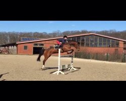 jumper Calina 74 (Oldenburg show jumper, 2005, from Canabis Z)