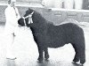 Deckhengst Comjo van Oosterhout (Shetland Pony, 1967, von Ubris v. Offem)