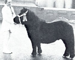 Deckhengst Comjo van Oosterhout (Shetland Pony, 1967, von Ubris v. Offem)