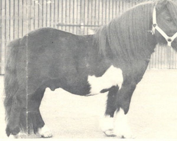 Deckhengst D-Sjors van Huisseling (Shetland Pony, 1968, von Tripolis van Blankenburg)