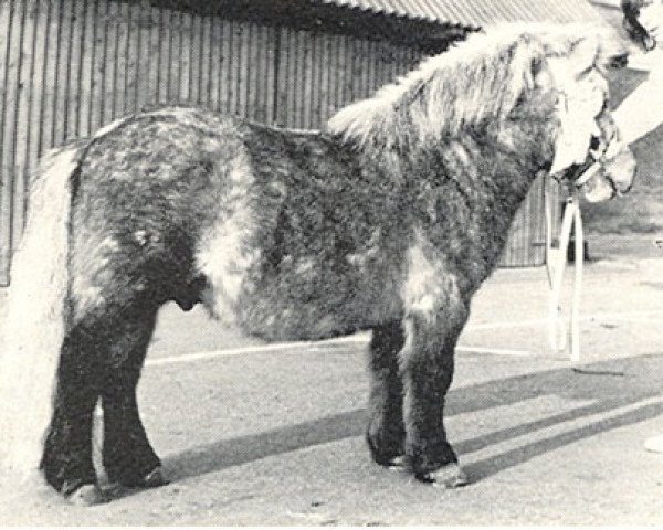 Deckhengst Dabo van de Beemster (Shetland Pony, 1968, von Orson van Stal Rodichem)