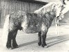 stallion Dabo van de Beemster (Shetland Pony, 1968, from Orson van Stal Rodichem)