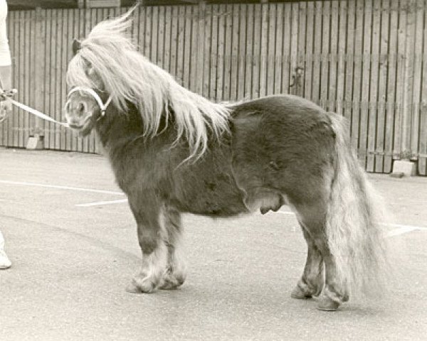 stallion Alex v.h. Kempke (Shetland pony (under 87 cm), 1965, from Gradus van de Dalk)