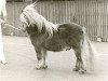 stallion Alex v.h. Kempke (Shetland pony (under 87 cm), 1965, from Gradus van de Dalk)