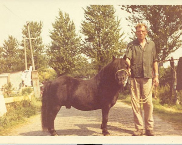 stallion Lou van de Mariapeel (Shetland Pony, 1954, from Bartje)