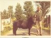 Deckhengst Lou van de Mariapeel (Shetland Pony, 1954, von Bartje)