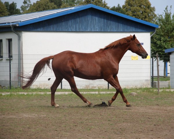 Zuchtstute Devie (Deutsches Reitpferd, 2006, von Donninger)