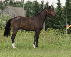 jumper Catuso II (Mecklenburg, 2012, from Catuso)