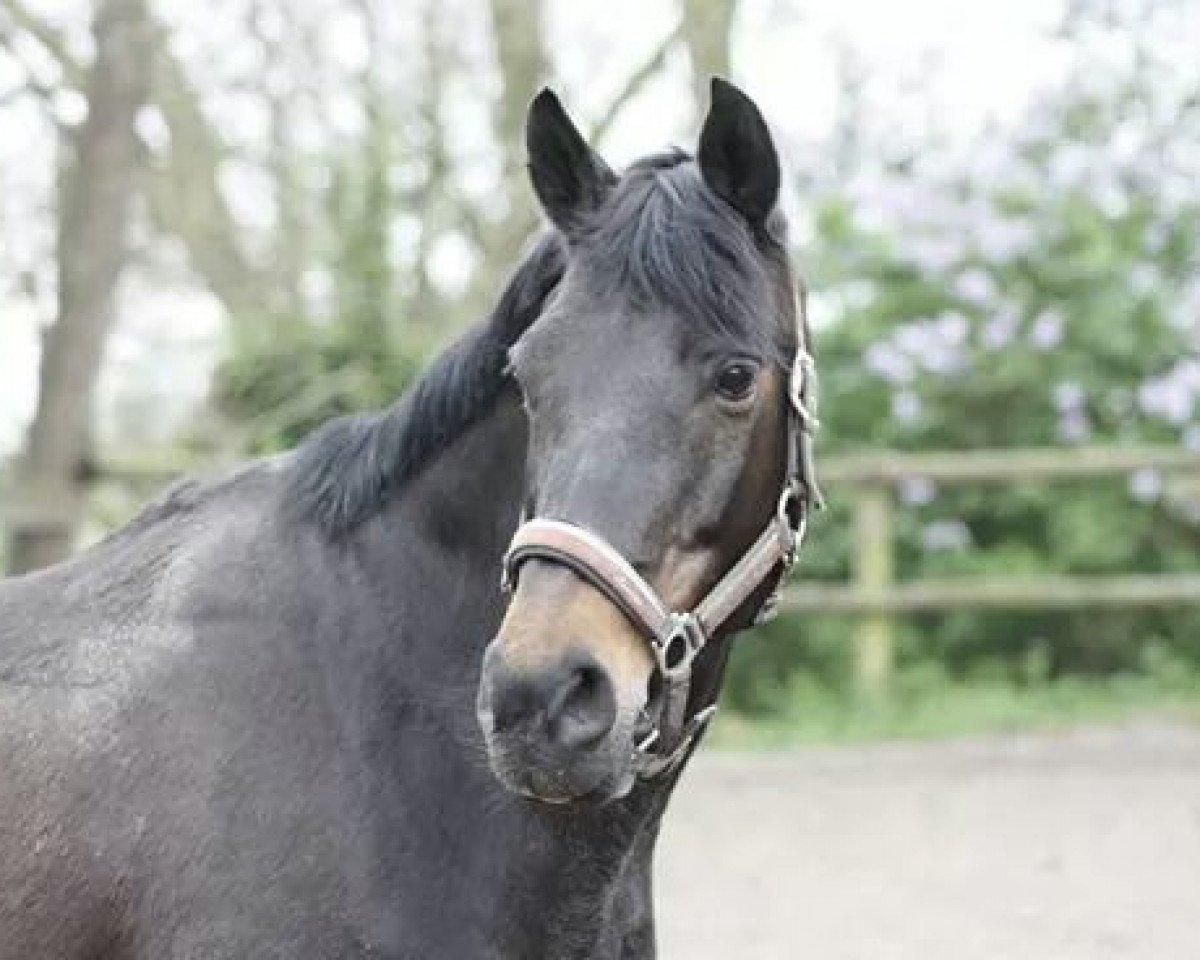 Zuchtstute Fesina (Deutsches Reitpony, 1995, von Santiago)