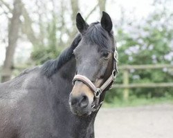 broodmare Fesina (German Riding Pony, 1995, from Santiago)