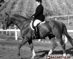 Deckhengst Boraks (Polnisches Warmblut, 1977, von Nemrod xx 5642 POL)