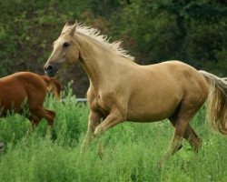 Zuchtstute Iza (Polnisches Warmblut, 1996, von Basir)