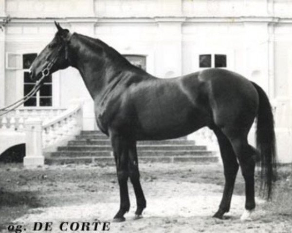 stallion De Corte xx (Thoroughbred, 1951, from San II xx)