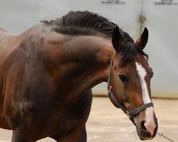 jumper Geronimo n.g. (Holsteiner, 1996, from Coronado I)