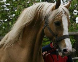 stallion Arktos (polish noble half-breed, 2003, from Geronimo n.g.)