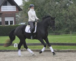 dressage horse Don Perados (Westphalian, 2010, from Desperados FRH)