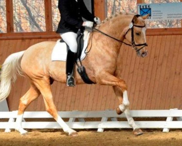 stallion Quantar MD (German Sport Horse, 2008, from Quaterback)